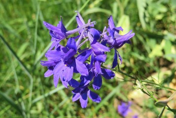 Purple Larkspur flowers in the meadow, closeup