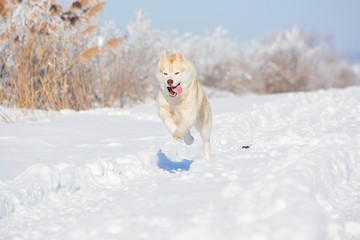 Huske