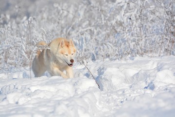 dog in snow