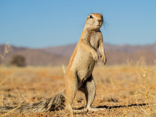 Erdmännchen steht in der Wüste von Namibia auf den Hinterläufen und hält Ausschau