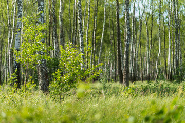 lawn in a birch grove in summer