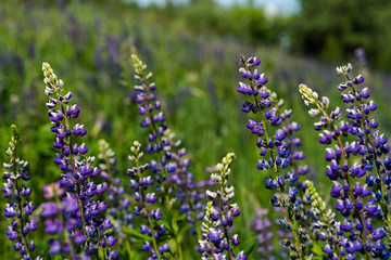 purple flowers close up in a clearing