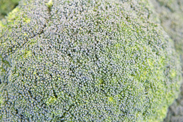 Close up background of Broccoli. If you are trying to eat healthier, cruciferous vegetables like broccoli should be at the very top of your grocery list