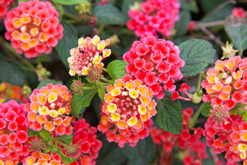Fototapeta premium Close up on Lantana flowers, vibrant magenta pink orange and yellow. They are native to tropical regions of the Americas and Africa but exist as an introduced species in numerous areas