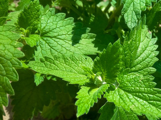 nettle