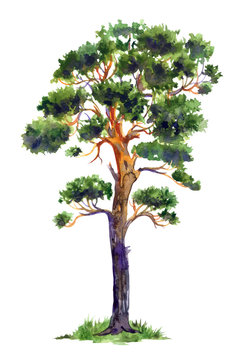 Pine, watercolor illustration on white background, isolated.