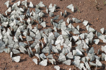 Many white butterflies sitting on the ground.