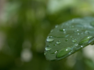 Dew drops on the fresh green leaf