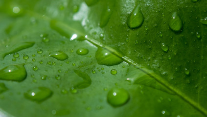 Fototapeta na wymiar Raindrops / dew drops on the fresh green leaf. Close up, shallow depth of field.