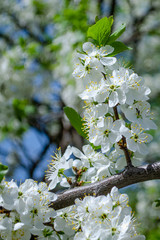 Beautiful spring apple tree blossoms against a blurred peaceful blue background.