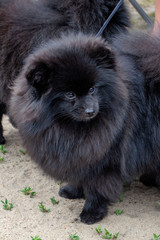 Black Pomeranian dog is standing on the sand.