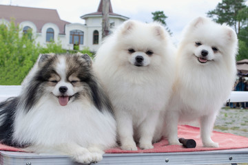 Three beautiful cute Pomeranian spitz sitting near