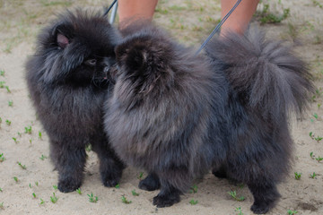 Black Pomeranian dog is standing on the sand.