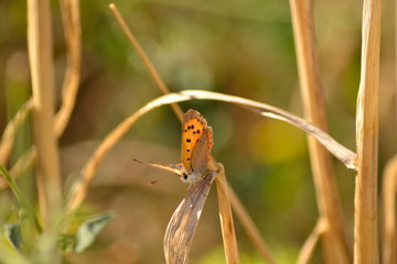 Small butterfly on a leaf
