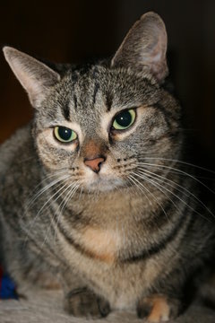 Katze Shila
