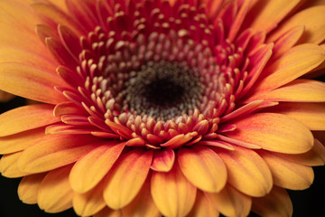 Beautiful macro photography of flowers from the garden