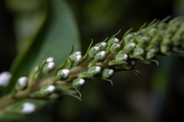 Beautiful macro photography of flowers from the garden