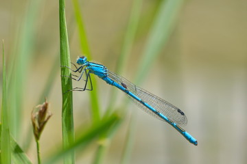 blaue Libelle Azurjungfer Coenagrion