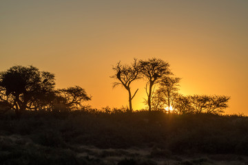 Plakat Köcherbäume in Namibia im Abendrot