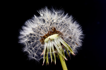 Dandelion flower with seeds ball on black background