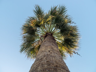 Palme von unten vor blauem Himmel