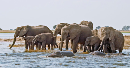 Elefanten-Herde am Chobe im Etosha Nationalpark in Namibia