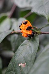 Orange flower
