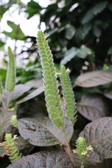 green Plant