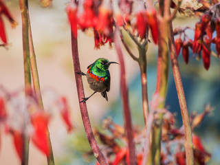 Nektarvogel mit grünem Kopf an einer Blume © poinz