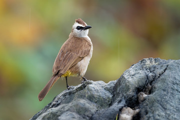 Yellow-vented Bulbul - Pycnonotus goiavier or eastern yellow-vented bulbul, member of bulbul family of passerine birds,  resident breeder in southeastern Asia
