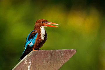 White-throated Kingfisher Halcyon smyrnensis on the branch, also known as the white-breasted kingfisher,  tree kingfisher