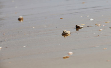 Stones on the beach in the sand