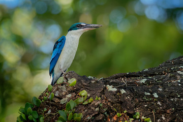 Collared Kingfisher - Todiramphus chloris medium-sized kingfisher subfamily Halcyoninae, the tree kingfishers