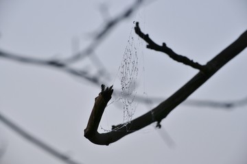 White cobweb