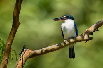 Obraz premium Collared Kingfisher - Todiramphus chloris medium-sized kingfisher subfamily Halcyoninae, the tree kingfishers