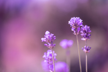 Fototapeta na wymiar Closeup of lavender flowers isolated on a purple blurred background, selective focus, copy space