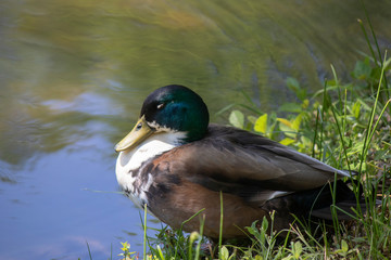 Ducks are resting by the lake.