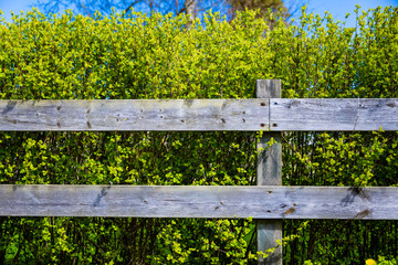 Old wooden grey fence covering green shrub bush in country side village. Good background
