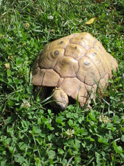turtle on green grass