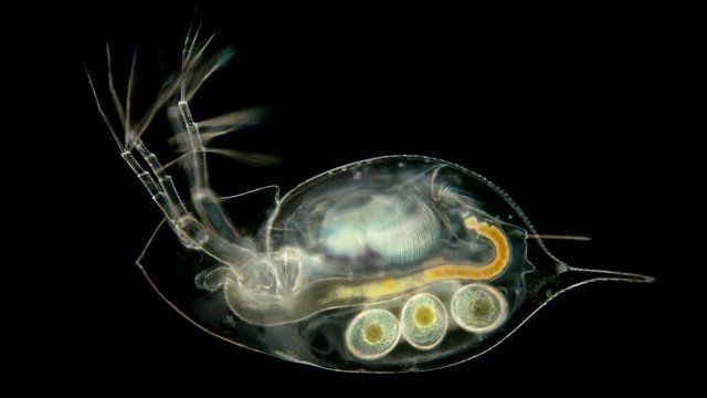 plankton, Daphnia under the microscope, water flea, species Daphnia galeata, is a zooplankton crustacean, the head looks like a pointed helmet, which, depending on the season, may decrease or increase