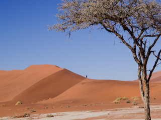 Fototapeta na wymiar Trockener Baum in der Wüste
