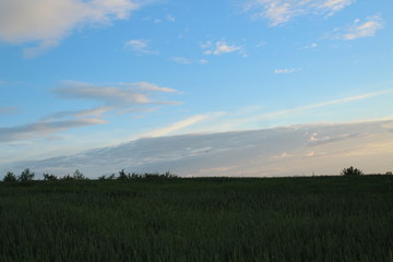 sunset over green field