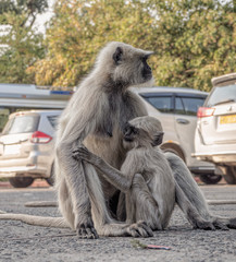 Affe sitzt mit seinem jungen auf einer Straße in Indien