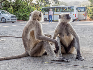 zwei Affen sitzen auf dem Boden auf einem Parkplatz vor 2 Bussen