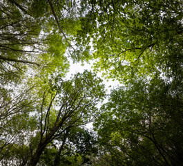 beautiful mysterious forest, bottom view on beech trees and treetop crowns in springtime