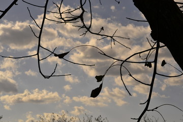 The remaining leaves