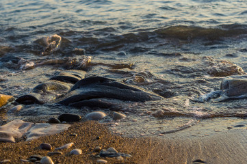 pebble stones on the sea beach, the rolling waves of the sea with foam