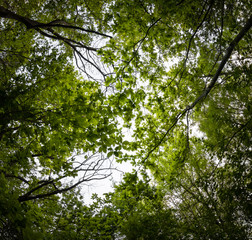 beautiful mysterious forest, bottom view on beech trees and treetop crowns in springtime
