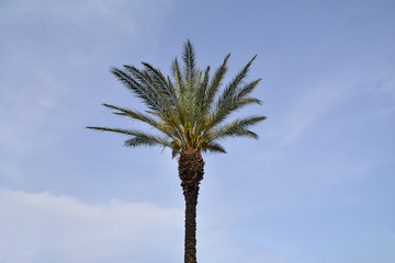 Palm tree to blue sky background. Design concept for a tropical calendar.