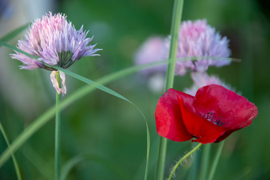 FLOWERS - red poppy on green in sun day